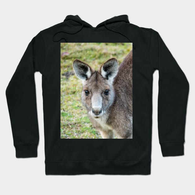 Eastern Grey Kangaroo Hoodie by Upbeat Traveler